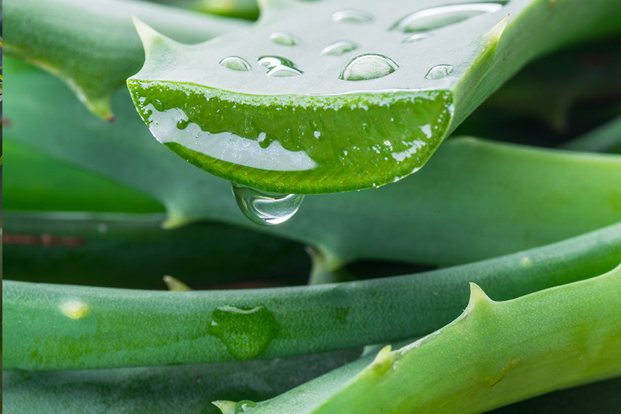 aloe vera skincare