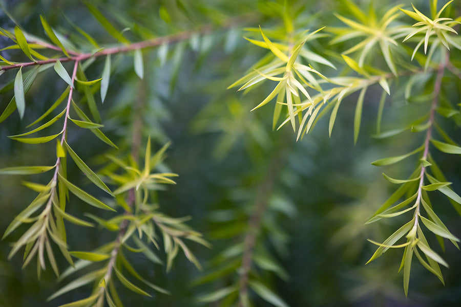 tea tree oil skincare