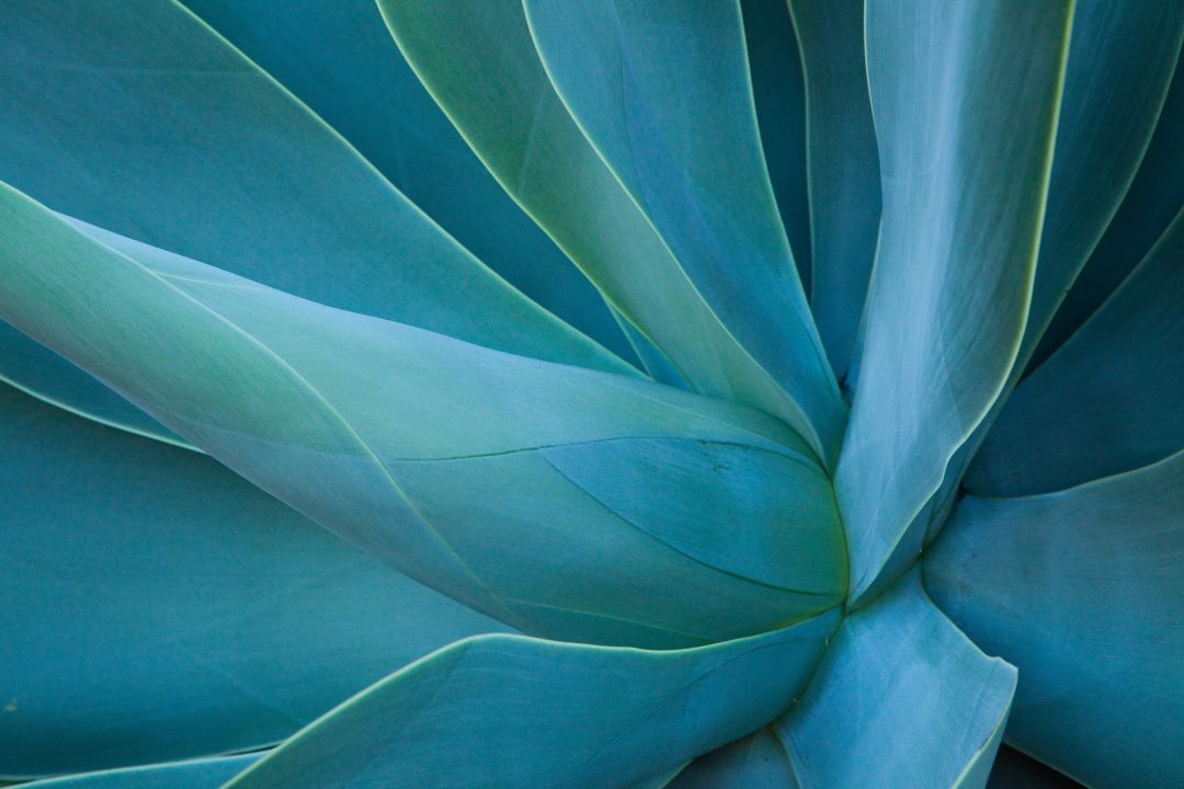agave stem cells skincare