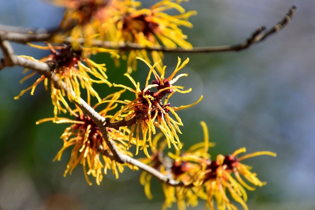What is Witch Hazel?